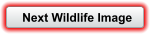 Next Wildlife Image